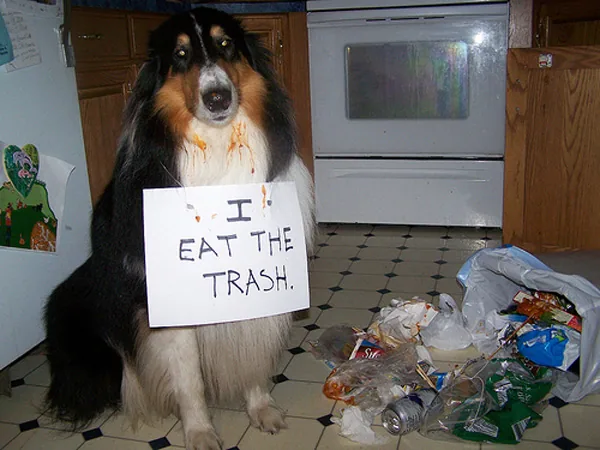i eat the trash dog