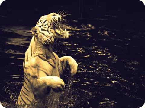A tiger rearing up on its hind legs