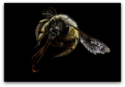bee