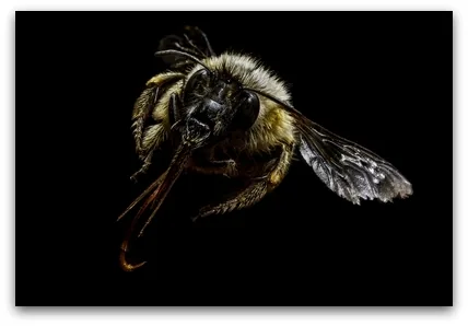 bee