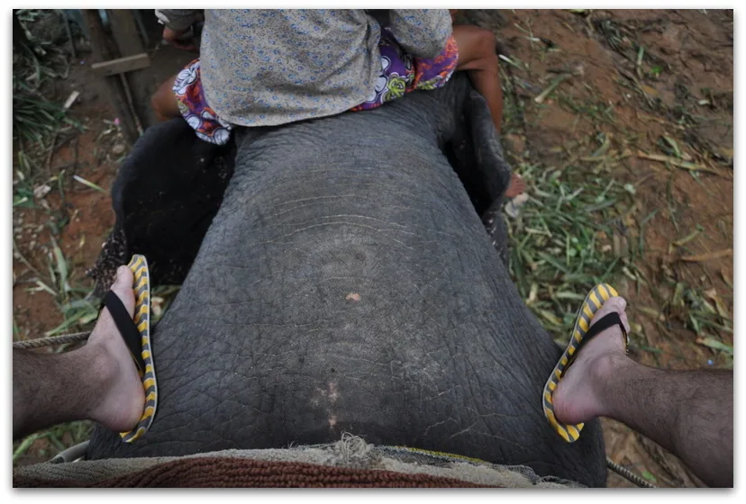 elephant