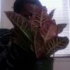 Marcus
