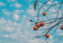 The Beauty of Simplicity: Spartan Living